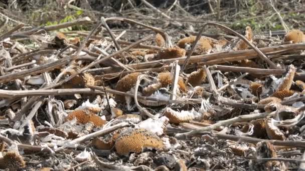 Récolte de tournesol, restes de tournesol transformé reposent sur le sol après la moissonneuse-batteuse agricole — Video