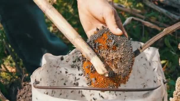 ヒマワリの種は頭から落ちる。ます。男性の強い手は棒で乾燥したヒマワリの頭を固執する。収穫 — ストック動画