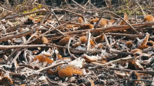 Panen bunga matahari, sisa-sisa proses bunga matahari terletak di tanah setelah kombinasi pertanian — Stok Video