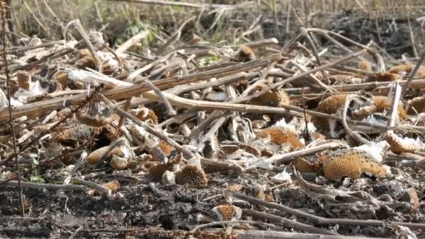 Cosecha cosecha de girasol, restos de girasol procesado yacen en el suelo después de la cosechadora agrícola — Vídeo de stock