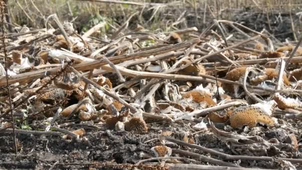 Récolte de tournesol, restes de tournesol transformé reposent sur le sol après la moissonneuse-batteuse agricole 