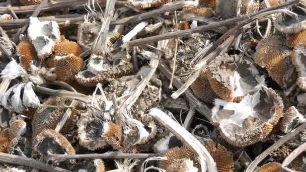 Colheita de girassol colheita, restos de girassol processado jazem no chão após a combinação agrícola — Vídeo de Stock