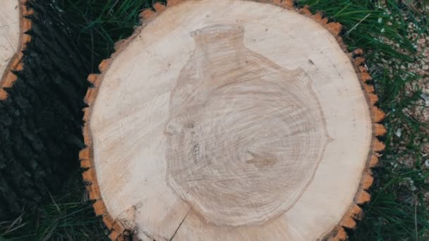 Перетин дерева. Незвичайний візерунок на розрізі дерева у вигляді людського серця або вази — стокове відео