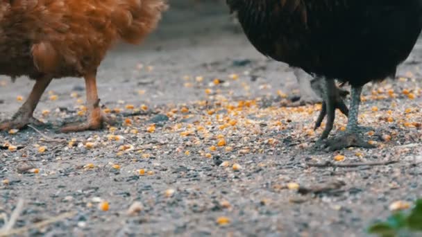 Slepice a kohouti jedí jídlo z terénu na vesnickém dvoře zblízka na — Stock video