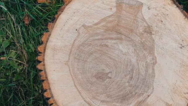 Průřez stromu. Neobvyklý vzor na řezu stromu ve tvaru lidského srdce nebo vázy — Stock video