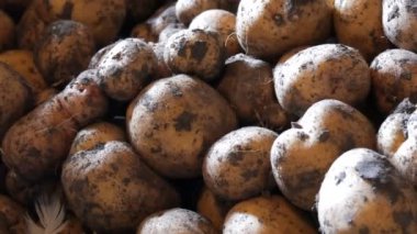 Patates hasat. Ahırın içinde bir sürü patates var.