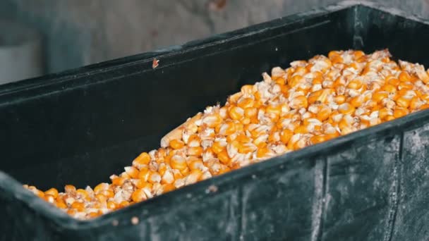 Beaucoup de maïs jaune mûr est aspiré par une rectifieuse de grain . — Video