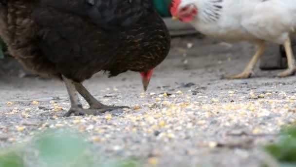 Poules et coqs mangent de la nourriture sur le sol dans une cour de village vue de près 