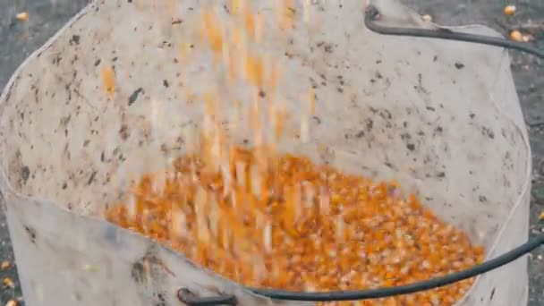 Una gran cantidad de maíz amarillo maduro vertido en un gran cubo blanco — Vídeos de Stock