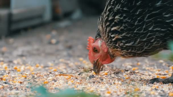 Slepice a kohouti jedí jídlo z terénu na vesnickém dvoře zblízka na — Stock video