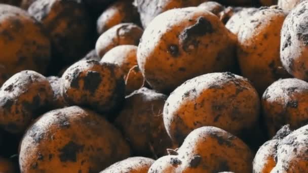 Cosecha de patatas. Muchas papas están en el granero de cerca. — Vídeos de Stock