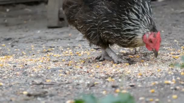 Hühner und Hähne fressen Futter aus dem Boden in einem Dorfhof aus nächster Nähe — Stockvideo