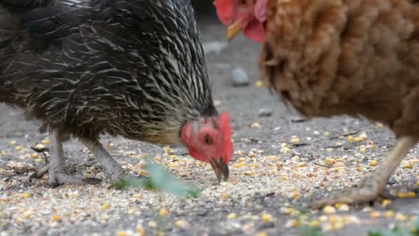 Galline e galli mangiano cibo da terra in un cortile del villaggio vista da vicino — Video Stock