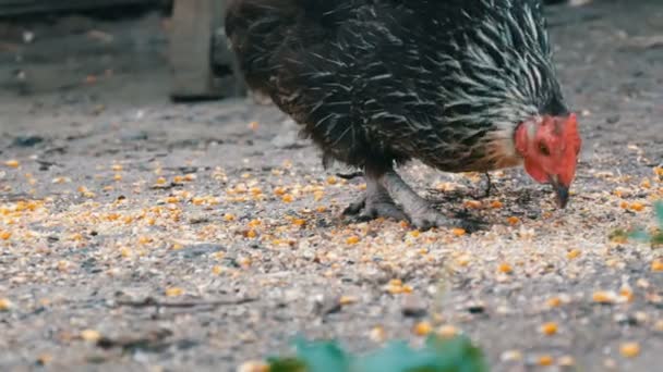 Galline e galli mangiano cibo da terra in un cortile del villaggio vista da vicino — Video Stock