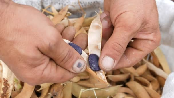 Mann Hände Bohnen schälen ungewöhnliche lila Farbe und ziehen Sie sie über einen Beutel voll trockener reifer Bohnen Nahaufnahme — Stockvideo