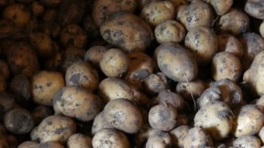 Patates hasat. Ahırın içinde bir sürü patates var.