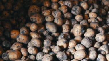 Patates hasat. Ahırın içinde bir sürü patates var.