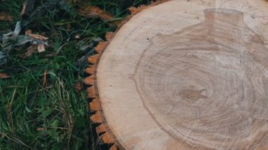 Ağacın çapraz bölümü. İnsan kalbi veya vazo şeklinde bir ağacın kesim üzerinde olağandışı desen