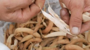 Adam elleri fasulye beyaz ve pembe renk bombalama ve kuru olgun fasulye dolu bir çanta üzerinde çekin görünümü yakın
