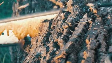Chainsaw bir ağacın kalın gövde kesme görünümü yakın