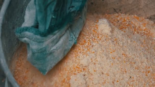Кукурудзяні висівки або пластівці в спеціальній машині для подрібнення зерна. Кукурудзяне борошно або подрібнена кукурудза крупним планом — стокове відео