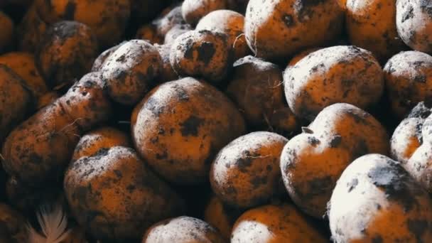 Patates hasat. Ahırın içinde bir sürü patates var. — Stok video