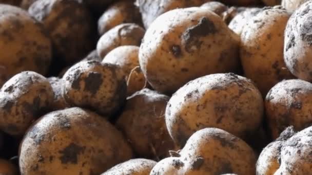 Cosecha de patatas. Hay muchas papas en el granero. — Vídeo de stock