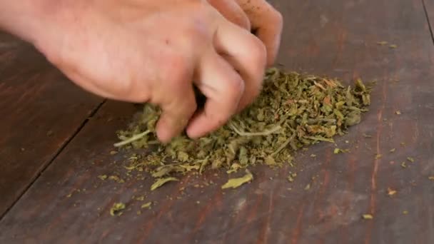 Les mains masculines froissent les feuilles sèches de tabac sur la table — Video