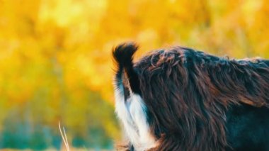 Ganimet ile bahçede grazes küçük keçi kuyruk