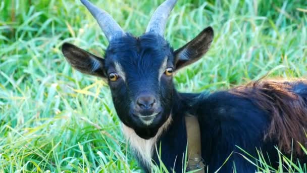 La cabeza de la cabra negra divertida que roza en un prado — Vídeos de Stock