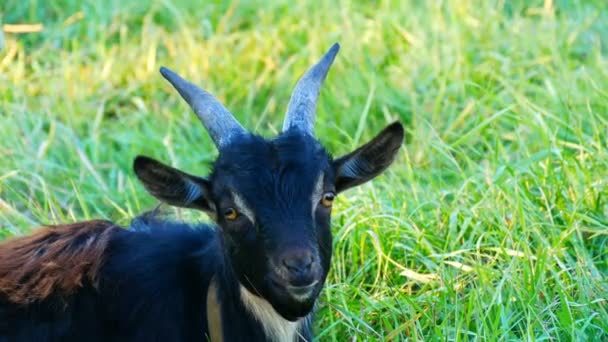 The head of funny black goat who grazes in a meadow — Stock Video