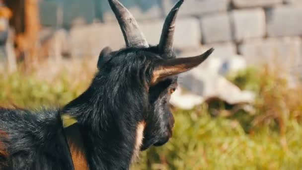 The head of funny black goat who grazes in a meadow — Stock Video