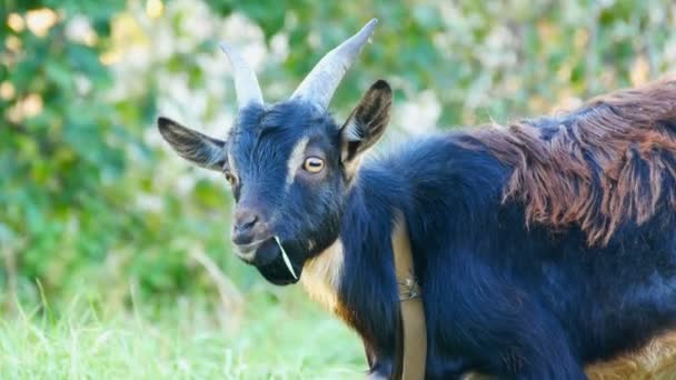 Cabra negra engraçada que pastoreia no prado — Vídeo de Stock