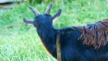 Bir çayırda grazes komik siyah keçi Başkanı