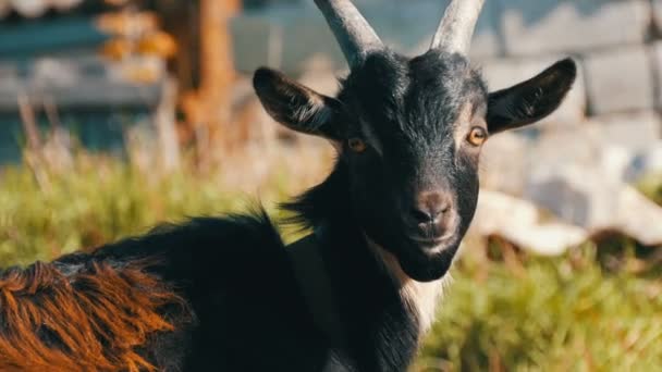 Chèvre drôle tourne la tête à la caméra plusieurs fois. Vidéo amusante originale 