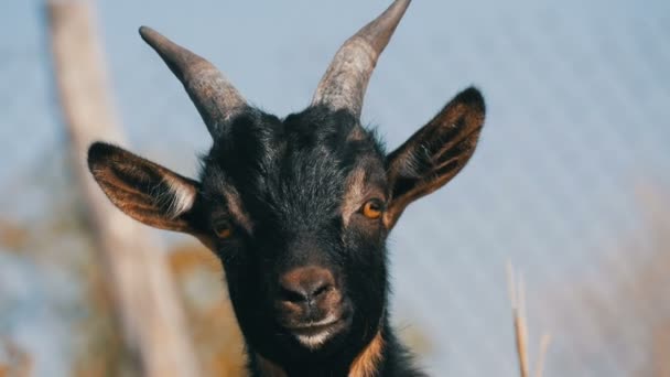Pofa, vicces fekete fiatal kecske a természetben zár-megjelöl kilátás — Stock videók