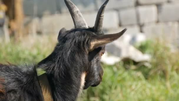 La tête d'une drôle de chèvre noire qui broute dans une prairie 