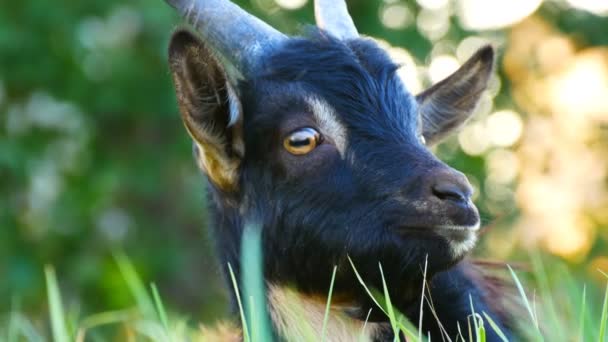 La cabeza de la cabra negra divertida que roza en un prado — Vídeos de Stock