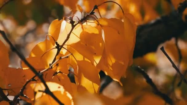 Zweig mit einem umgefallenen gelben Blatt im Herbstwald — Stockvideo