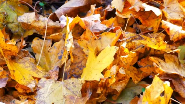 Hojas de otoño amarillas caídas vista de cerca — Vídeo de stock