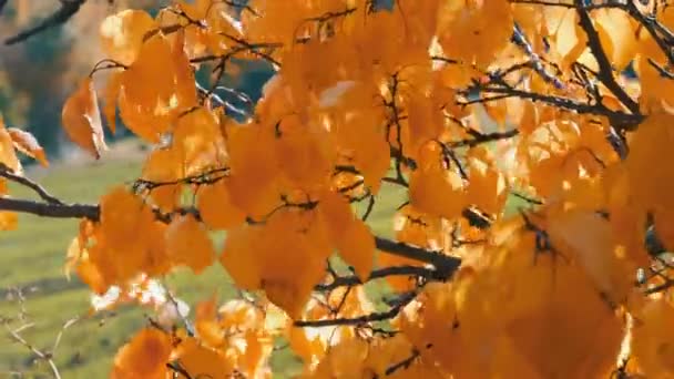 Tak met een gevallen geel blad in de herfst bos — Stockvideo