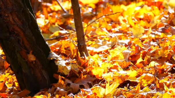 Mooie mysterieuze bos geel blad liggend en vallen op de grond — Stockvideo