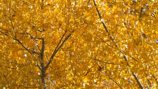 Mooie boom met royaal bedekt met een gele herfst bladeren — Stockvideo