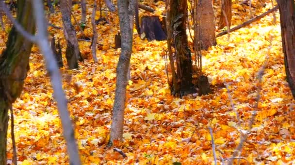 Vackra mystiska skogen med gult bladverk liggande på en mark — Stockvideo