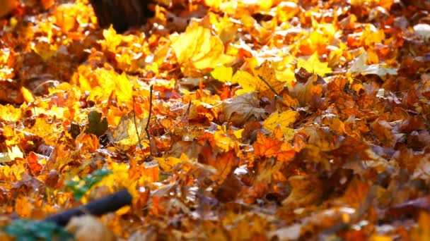 Жовте осіннє листя в красивому лісі — стокове відео