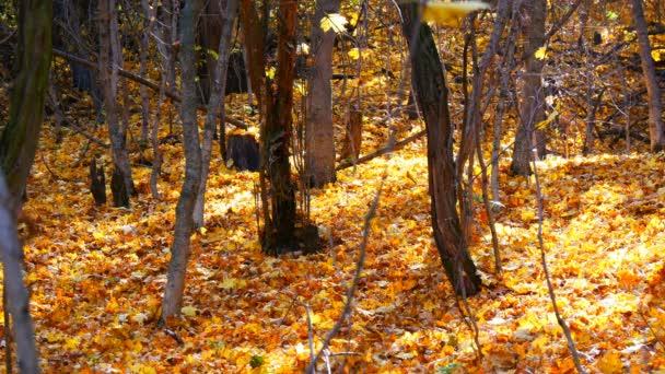 Vackra mystiska skogen med gult bladverk liggande på en mark — Stockvideo