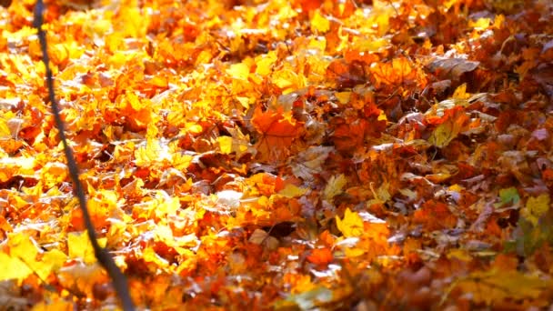Beautiful mysterious forest with yellow foliage lying on a ground — Stock Video