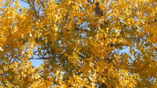 Bela árvore com generosamente coberto com uma folhagem de outono amarelo — Vídeo de Stock