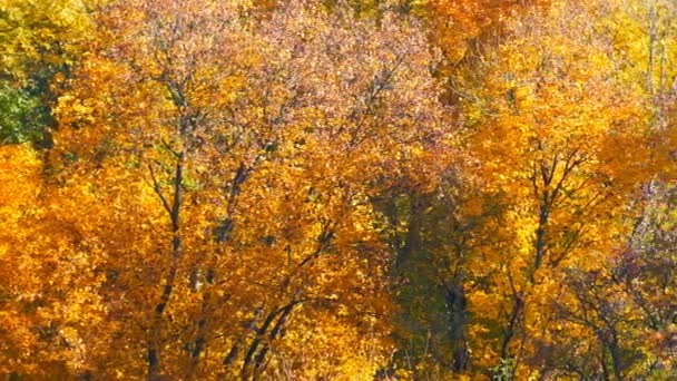 Güzel manzara orman doğa ağaçlarda renkli sonbahar yaprakları — Stok video