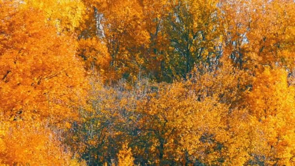 Beautiful multicolored tops of the autumn trees — Stock Video